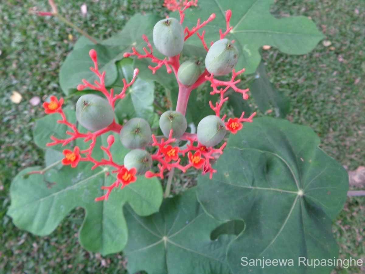 Jatropha podagrica Hook.